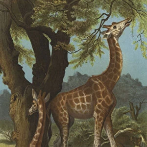 Girafe (chromolitho)