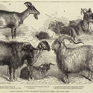 Goats exhibited at the Alexandra Palace Goat Show (engraving)