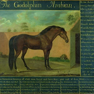 The Godolphin Arabian (oil on canvas)