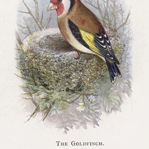 The Goldfinch (chromolitho)