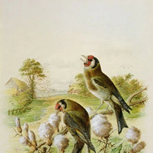 Goldfinches on thistles, 1889 (w / c)