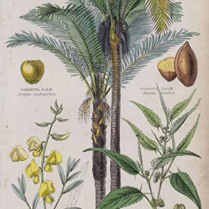 Gommuta Palm; Passava Palm; Sunn Hemp; Jute (coloured engraving)