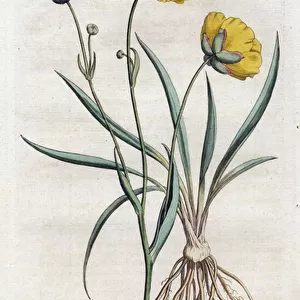 Grassleaf Buttercup - Lithography by Sydenham Edwards (1768-1819), from William Curtis Botanical Magazine (1746-1799), 1791 (England) - Grassleaved crowfoot or buttercup