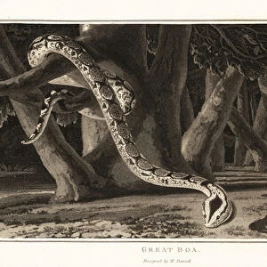 Great boa snake, Boa constrictor, in the jungle. 1807 (aquatint)