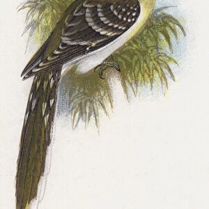 Cuckoos Collection: Great Spotted Cuckoo