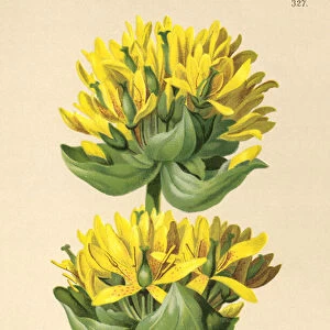 Great Yellow Gentian (Gentiana lutea) (colour litho)