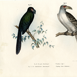 Cuckoos Mounted Print Collection: Greater Ani