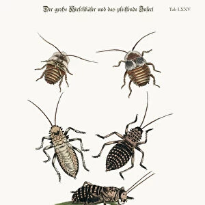Cockroaches Mounted Print Collection: German Cockroach