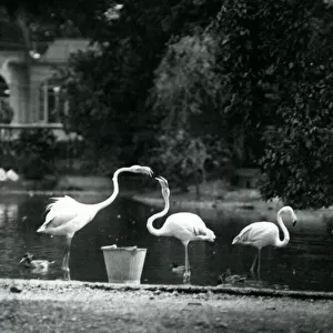 Greater Flamingos on their lake at London Zoo in 1924 (b / w photo)