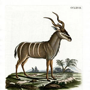Greater Kudu (coloured engraving)