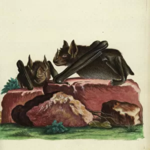 Phyllostomidae Photographic Print Collection: Greater Spear-nosed Bat