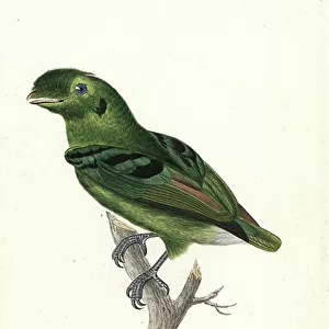 Broadbills Mounted Print Collection: Related Images