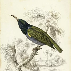 Sunbirds Cushion Collection: Olive Backed Sunbird