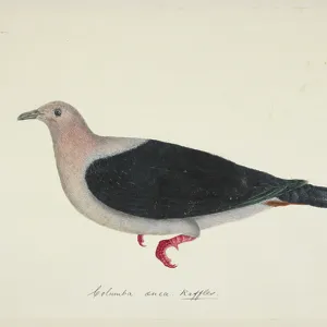 Pigeons Collection: Green Imperial Pigeon