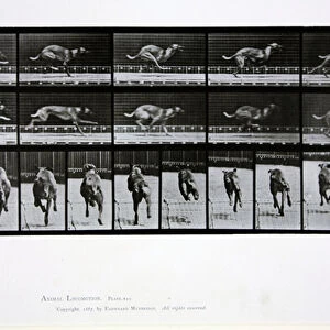 Greyhound running, plate 708 from Animal Locomotion, 1887 (b / w photo)