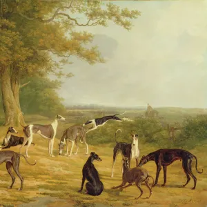 Nine Greyhounds in a Landscape (oil on canvas)