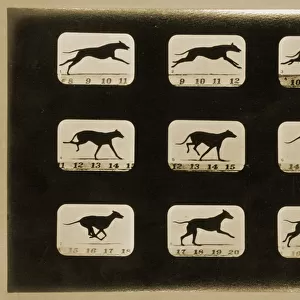 Greyhounds running, from the Animal Locomotion series, c. 1881 (b / w photo)