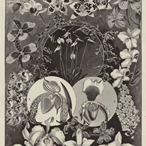A group of famous orchids (litho)