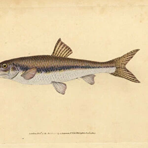 Gudgeon, Gobio gobio (Cyprinus gobio). Handcoloured copperplate drawn and engraved by Edward Donovan from his Natural History of British Fishes, Donovan and F. C. and J. Rivington, London, 1802-1808