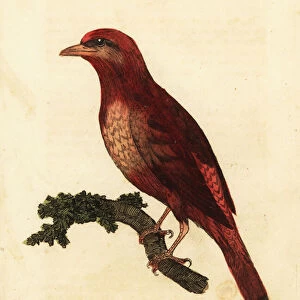 Guianan red cotinga, Phoenicircus carnifex