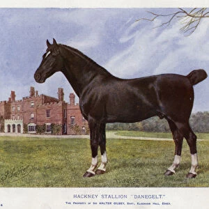 Hackney Stallion "Danegelt"(colour litho)