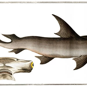 Hammerhead Shark (Balance Fish), published by Black, c. 1790 (print)