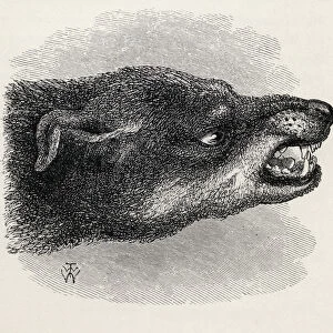 Head of snarling dog, from Charles Darwins The Expression of the Emotions in Man