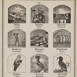 Typical Hornbills Mounted Print Collection: Black Hornbill