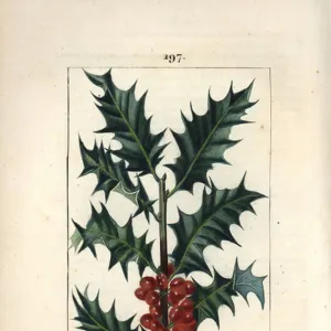 Holly - Holly, Ilex aqualifolium, with prickly leaves and red berries