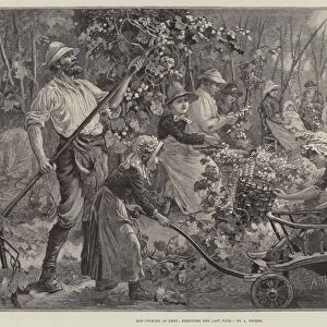 Hop-Picking in Kent, stripping the Last Pole (engraving)