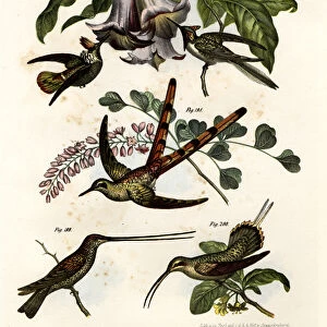 Hummingbird, 1864 (colour litho)