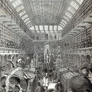 The Hunterian Museum, at the Royal College of Surgeons, from The Illustrated London News