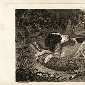 A hunting hound with a dead hare