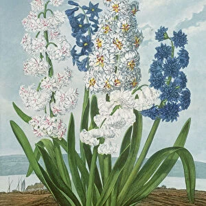 Hyacinths, engraved by Warner, from The Temple of Flora by Robert Thornton, pub