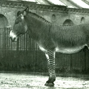 A Hybrid Zebra in its enclosure at London Zoo, 1924 (b / w photo)