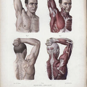 Illustration for The Anatomy of the External Forms of Man: Male, arm, head and torso (colour litho)