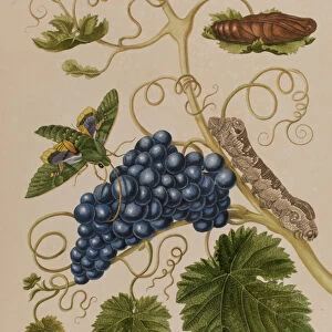 Butterfly Art Prints: Grape Berry Moth