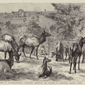 Imported American Elk, Wapiti, at Osmaston Manor, Derby (engraving)