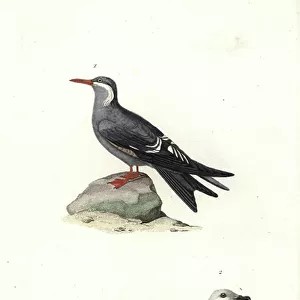 Petrels Mounted Print Collection: White Headed Petrel