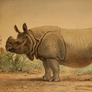 Indian Rhinoceros (w / c on paper)