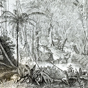 Interior of a Primeval Forest in the Amazons (engraving) (b / w photo)