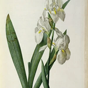 Iris Florentina, from Les Liliacees, 1805 (coloured engraving)