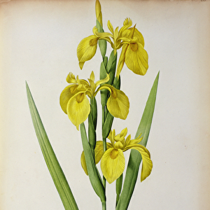 Iris Pseudacorus, from Les Liliacees, 1805 (coloured engraving)
