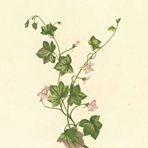 Ivy-Leaved Toadflax, Linaria Cymbalaria (colour litho)