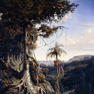 Jala-Jala Forest (Luzon island), c. 1839-42 (oil on canvas)