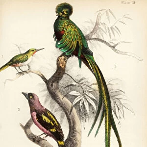 Jamaican tody, respendlent quetzal and banded broadbill. 1855 (lithograph)
