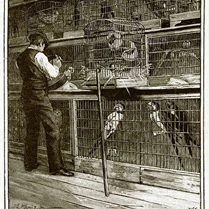 Jamrach s, the aviary (engraving)