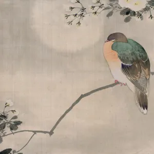 Pigeons Collection: Japanese Wood Pigeon