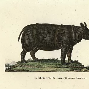 Rhinocerotidae Cushion Collection: Javan Rhinoceros