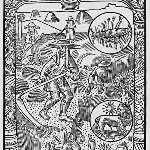 July, haymaking, Cancer, illustration from the Almanach des Bergers, 1491
